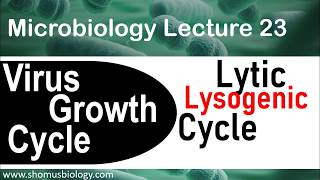 Lytic cycle and lysogenic cycle of bacteriophage  virology lecture 5 [upl. by Doble]