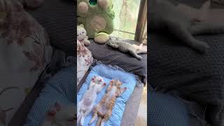 幸せ子猫兄妹暮らしHappy kitten brother and sister familyかわいい子猫 癒しこねこたち暮らし動画Healing kittens life video [upl. by Iat]