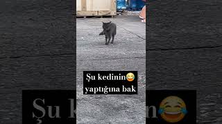 Look what this cat did😂subscribe longvideowatch [upl. by Nuawed]