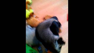 Racoon humping dog [upl. by Rybma152]