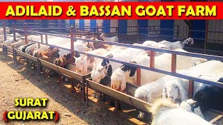 ADILAID amp BASSAN GOAT FARM SURAT GUJARAT [upl. by Nehemiah]