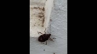 Brown marmorated stink bug insects nature [upl. by Ianej]