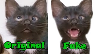 Cat Meme FAKE vs Original  Crossed Eyed Meme Cat [upl. by Yentiw23]