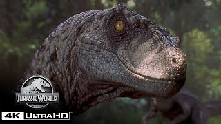 The Best Velociraptor Scenes in 4K HDR  Jurassic World [upl. by Aneetsirk]