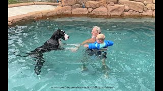 Protective Great Dane Checks Out Toddlers Water Wings Float Coat [upl. by Kristel]