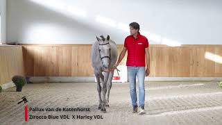 Pallux van de Katenhorst Zirocco Blue VDL x Harley VDL [upl. by Renckens]