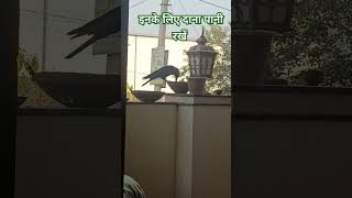 Me dodi aaungi tu ek aawaj🥳kova jivan dana duaa vijaykaNajriyalove pakshi [upl. by Malda]