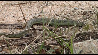 Tiger Keelback  Тигровый уж Rhabdophis tigrinus lateralis 2024 [upl. by Nye44]