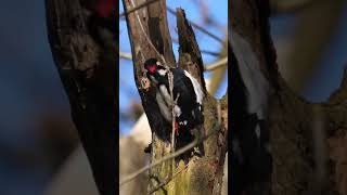 Great Spotted Woodpecker Drumming shorts [upl. by Pampuch]