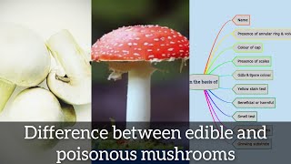 Difference between edible and poisonous mushroom 🍄🍄 [upl. by Quintessa504]