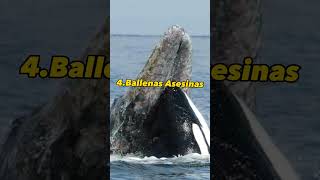 ¿Las orcas son invencibles 9 animales que las pueden matar [upl. by Geldens]