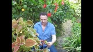 How to propagate coleus [upl. by Atse]