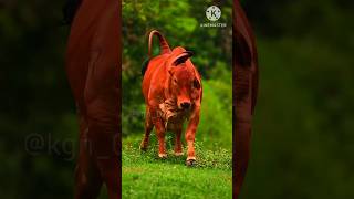 Mera Maula Haider Haider haiderhaiderrecords cow shortvideo bull cowvideos ytshorts [upl. by Erimahs]