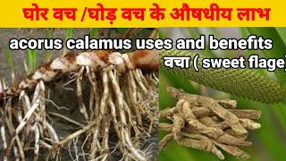 वच औषधि क्या है वच का सेवन कैसे करें  benefits of vacha sweet Flagacoruscalamus [upl. by Nerag]