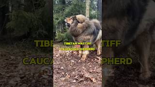 Tibetan Mastiff vs Caucasian Shepherd 🥊  तिब्बतन मस्टिफ और कैकेसियन शेफर्ड की लड़ाई 🐕 [upl. by Adnylg]