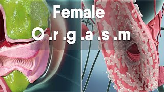 female orgasm  Female anatomy and biology [upl. by Alicec817]