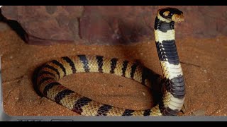 snack at evening walk Cape coral Cobra bite runsnake [upl. by Leasim]