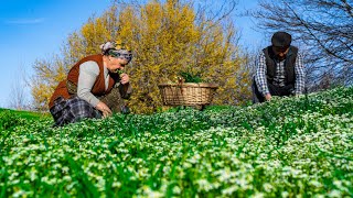 Spring 2023  Stinging Nettle Harvesting and Cooking [upl. by Dnalrag]