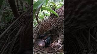 The cuckoo bird squeezes the little bird to survive杜鹃鸟为了生存挤压小鸟，小鸟头都抬不起来 birds nature cuckoo [upl. by Leagiba786]