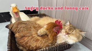 So funny cute😂duck is very angry because he was abandoned by the catThe cat hugs the hen to sleep [upl. by Anama]