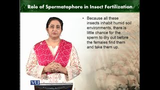 Role of Spermatophore in insect fertilization  Animal Diversity Invertebrates  ZOO512TTopic197 [upl. by Haden]