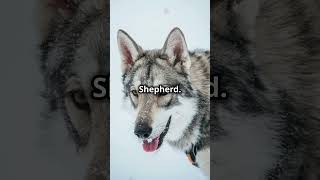 Meet the Saarloos Wolfdog Breed dog shortvideo [upl. by Ajed]