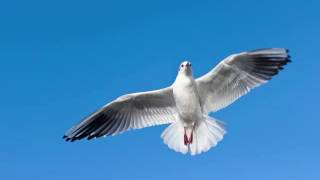 The Seagull  Written by Dave Greenan  Narrated by Hank Beukema [upl. by Eiramanad929]