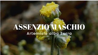 ASSENZIO BIANCO  ASSENZIO MASCHIO  Artemisia alba Turra Asteraceae [upl. by Dewar]