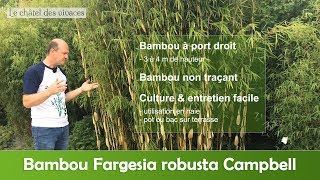 Fargesia robusta Campbell [upl. by Doowrehs]