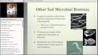 Nitrogen Mineralization A Microbial Mediated Process [upl. by Eilyac806]