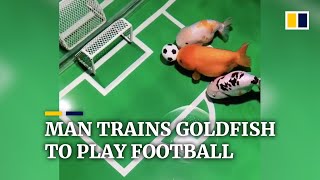 Chinese man trains goldfish to play football [upl. by Dnomaj289]