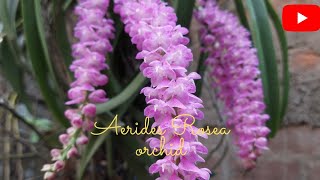 Aerides Rosea orchid in frontyard [upl. by Tnomyar]