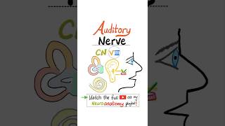 Vestibulocochlear Nerve  8th Cranial Nerve Auditory Nerve  CN VIII  Neuroanatomy anatomy [upl. by Gnay]