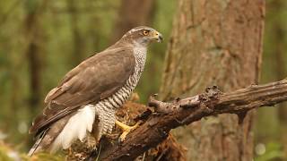 Madárhangok HéjaAccipiter gentilisGoshawk [upl. by Yornek]