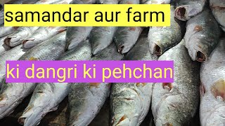 dangri fish information farm aur samandar ki dangri me farq kesay kren [upl. by Ossy940]