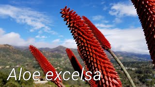 Aloe excelsa  Tree Aloe with Red Flowers  Species Detail [upl. by Weed]