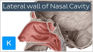 Lateral wall of nasal cavity bones cartilages and mucosa preview  Anatomy  Kenhub [upl. by Borgeson689]