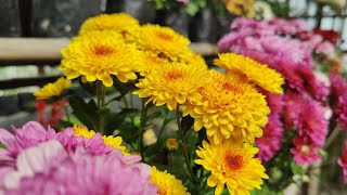 Beautiful Chrysanthemum Flowers Care Tips amp Colorful Blooms [upl. by Hallie]