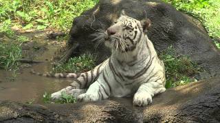 White Tiger Cooling in Water  Cincinnati Zoo [upl. by Hillard]