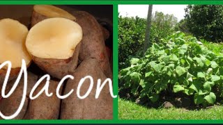 YACON Poire de terre 🍠 comment le planter cultiver et récolter [upl. by Assyli493]