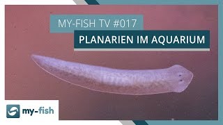 Was tun bei Planarien im Aquarium  myfish TV [upl. by Nyladnek867]