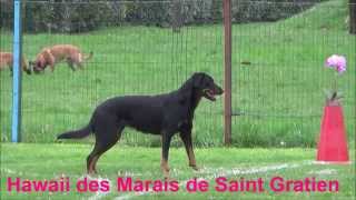 Les Marais de Saint Gratien chiots Beaucerons LOF à venir [upl. by Gowrie]