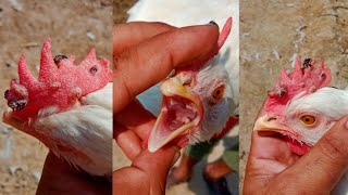 Fowl Pox Sings Prevention Causes Diagnosis Treatment and Vaccine in Chickens and Turkey Poultry [upl. by Yeniffit951]