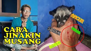 MUSANG JINAK JUGA BISA GALAK [upl. by Livvi887]