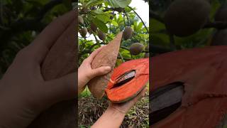 buah Mamey Sapote atau Pouteria sapota [upl. by Graeme77]