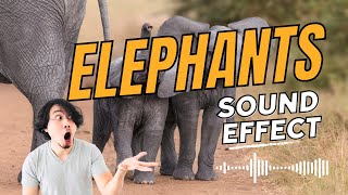 Elephants  Trumpeting Sound Effect amp Relaxation  2 Minutes [upl. by Vernon]