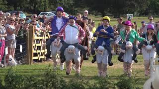 Bizarre sheep racing contest takes place in the UK [upl. by Nnaes667]