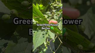 elderflower berry berries ukgarden gardenersgardening greengarden fruiting fruitideas fruit [upl. by Herb]