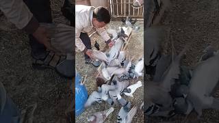 Pigeons feeding time pigeons racinggames pigeonbaby pigeonsloft [upl. by Cavanaugh289]