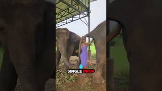 Wait Until You See How They Use Elephants to Make This Unique Coffee shortsvideo coffee [upl. by Aliuqat928]